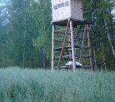 Охота  на кабана и медведя сентябрь 2009г. (Челябинская область)