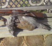 Осенняя охота октябрь 2009 г.(Челябинская область)