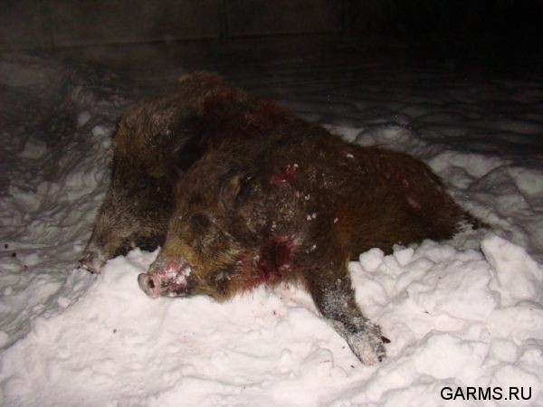 Охота на кабана декабрь 2009 год. (Челябинская область)