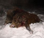 Охота на кабана декабрь 2009 год. (Челябинская область)