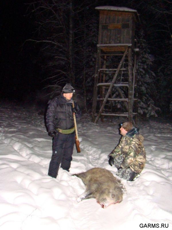 Охота на кабана декабрь 2009 год. (Челябинская область)
