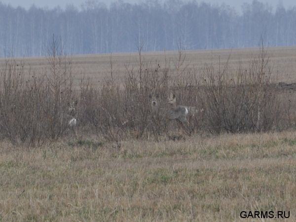 Охота на глухаря апрель 2010 г. (Курганская область)