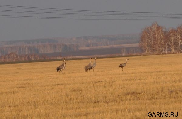 Охота на глухаря апрель 2010 г. (Курганская область)