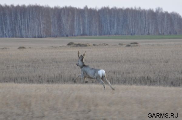 Охота на глухаря апрель 2010 г. (Курганская область)