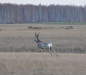 Охота на глухаря апрель 2010 г. (Курганская область)