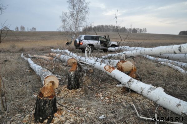 Охота на глухаря апрель 2010 г. (Курганская область)