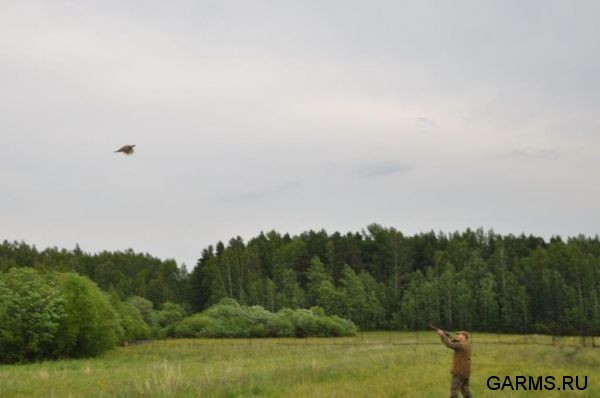 Охота на фазана июнь 2010 года (Свердловская область)