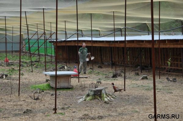 Охота на фазана июнь 2010 года (Свердловская область)