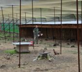 Охота на фазана июнь 2010 года (Свердловская область)