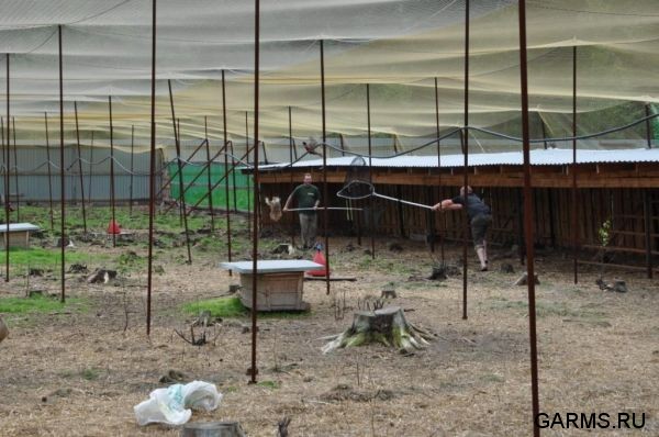 Охота на фазана июнь 2010 года (Свердловская область)