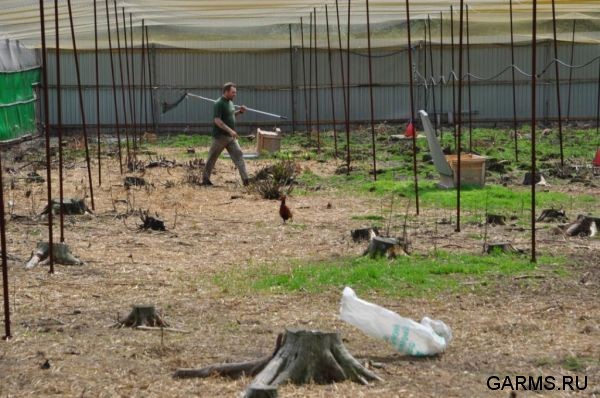 Охота на фазана июнь 2010 года (Свердловская область)