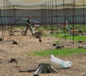 Охота на фазана июнь 2010 года (Свердловская область)