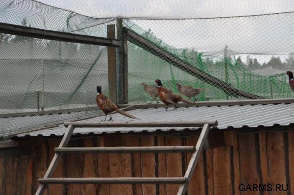 Охота на фазана июнь 2010 года (Свердловская область)