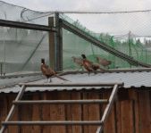 Охота на фазана июнь 2010 года (Свердловская область)