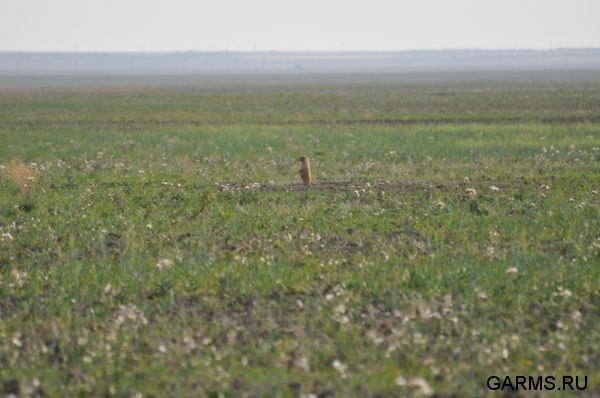 Охота на сурка июль 2010 г. (Оренбургская область)