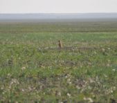 Охота на сурка июль 2010 г. (Оренбургская область)