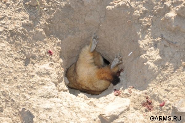 Охота на сурка июль 2010 г. (Оренбургская область)