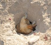 Охота на сурка июль 2010 г. (Оренбургская область)