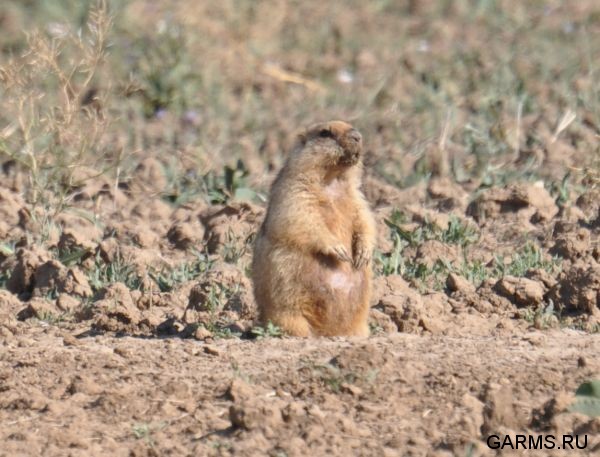 Охота на сурка июль 2010 г. (Оренбургская область)