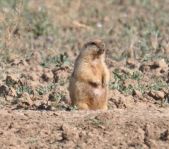 Охота на сурка июль 2010 г. (Оренбургская область)