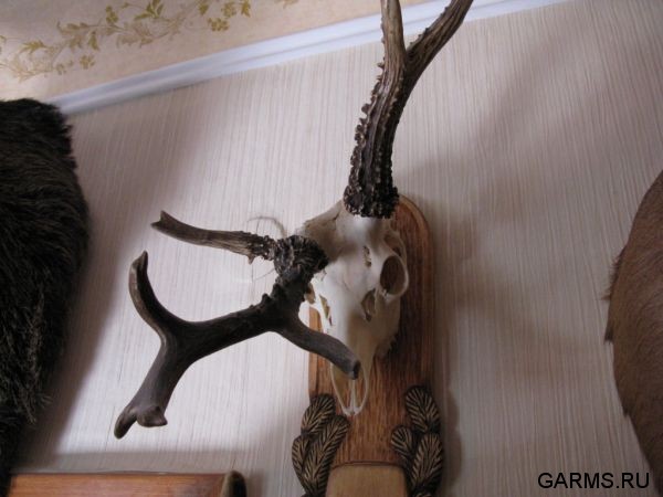 Охота на козла август 2010 г. (Курганская область)