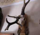 Охота на козла август 2010 г. (Курганская область)