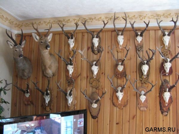 Охота на козла август 2010 г. (Курганская область)