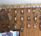 Охота на козла август 2010 г. (Курганская область)