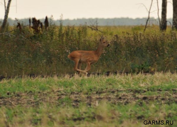 Охота на козла август 2010 г. (Курганская область)