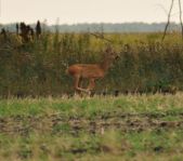 Охота на козла август 2010 г. (Курганская область)