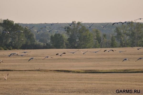 Охота на козла август 2010 г. (Курганская область)