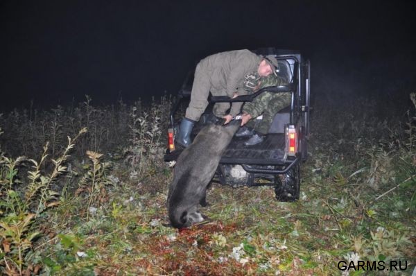 Охота на кабана август 2010 г. (Челябинская область)