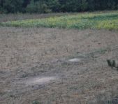 Охота на кабана август 2010 г. (Челябинская область)