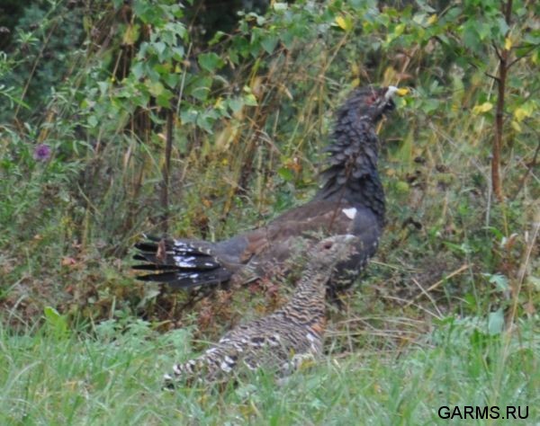 Охота на кабана август 2010 г. (Челябинская область)