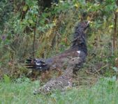 Охота на кабана август 2010 г. (Челябинская область)