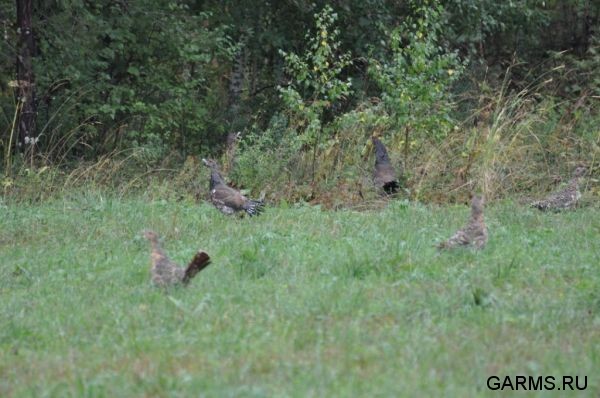 Охота на кабана август 2010 г. (Челябинская область)