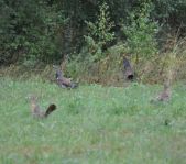 Охота на кабана август 2010 г. (Челябинская область)