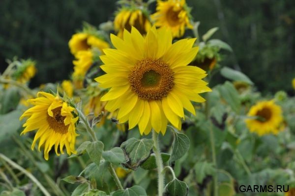 Охота на кабана август 2010 г. (Челябинская область)