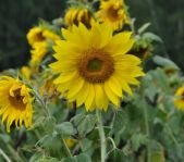 Охота на кабана август 2010 г. (Челябинская область)