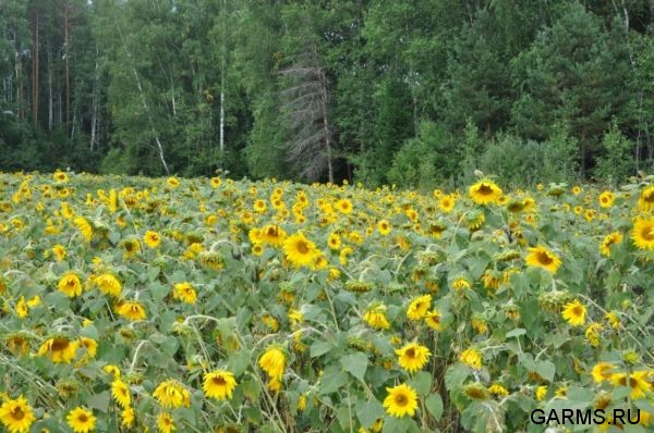 Охота на кабана август 2010 г. (Челябинская область)