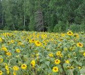 Охота на кабана август 2010 г. (Челябинская область)