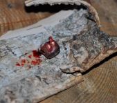 Охота на кабана октябрь 2010 г.(Челябинская область)