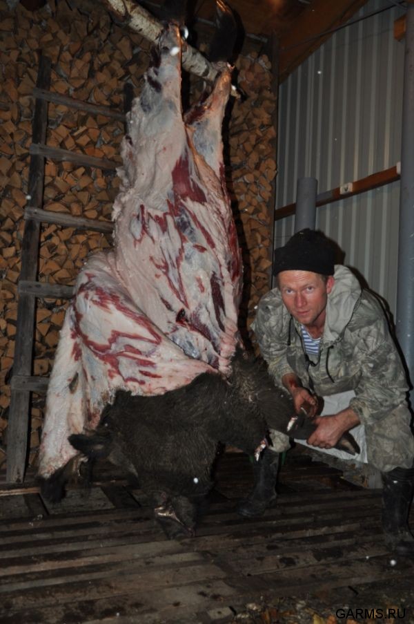 Охота на кабана октябрь 2010 г.(Челябинская область)