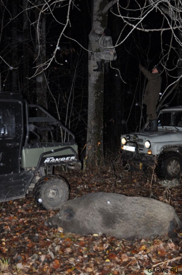 Охота на кабана октябрь 2010 г.(Челябинская область)