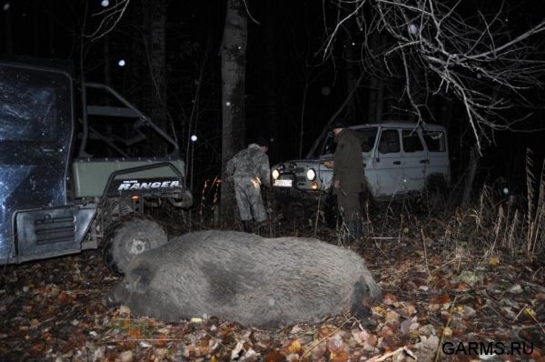 Охота на кабана октябрь 2010 г.(Челябинская область)