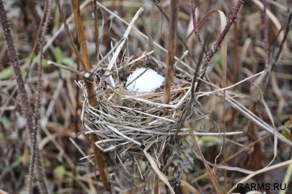 Охота на кабана октябрь 2010 г.(Челябинская область)