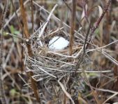 Охота на кабана октябрь 2010 г.(Челябинская область)