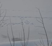 Охота на волка декабрь 2010 г. (Челябинская область)