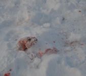 Охота на волка декабрь 2010 г. (Челябинская область)