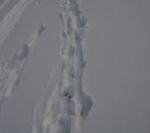 Охота на волка декабрь 2010 г. (Челябинская область)